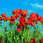 amapola
