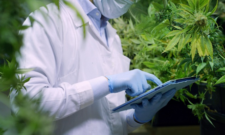 Francia anuncia un estudio de 2 años sobre cannabis medicinal