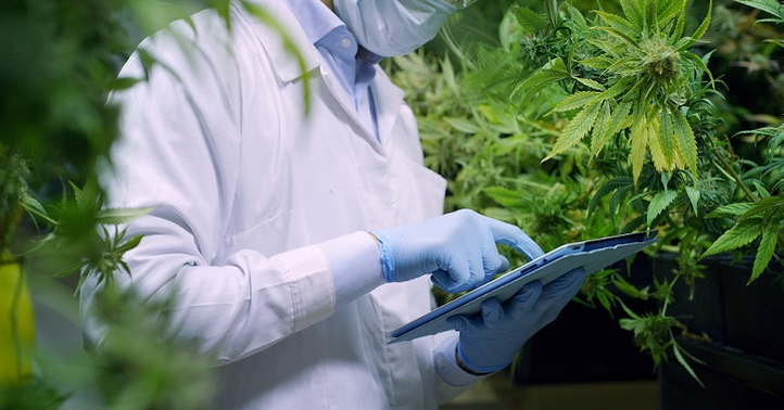 Desarrollan un fármaco para prevenir el deterioro cognitivo por uso medicinal del cannabis