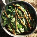 ayahuasca