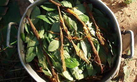 Ayahuasca, willka y wachuma en la mesa (del debate legislativo boliviano)