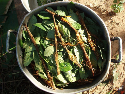 Ayahuasca, willka y wachuma en la mesa (del debate legislativo boliviano)