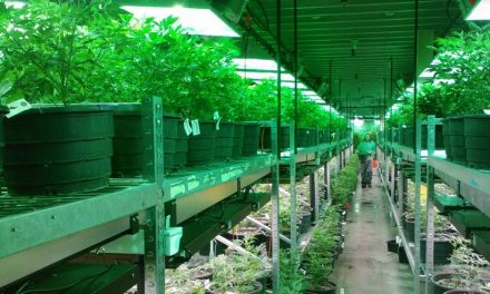 El agujero medioambiental de la marihuana: ya contamina tanto como la minería del carbón