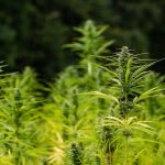 cannabis