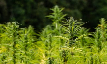 Esta fue la medida que implementó el Gobierno Petro para ayudar a los productores legales de cannabis