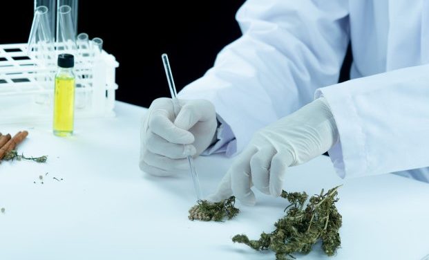 El cannabis y la cocaína son factores estresantes en el desarrollo de la esquizofrenia