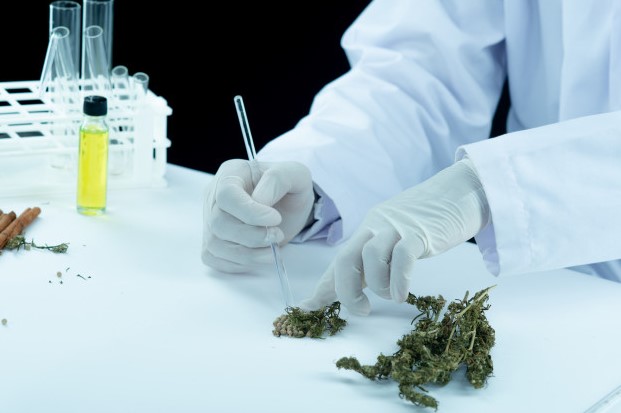 El Gobierno niega los efectos terapéuticos del cannabis, pero duplica los permisos a las farmacéuticas para cultivarlo