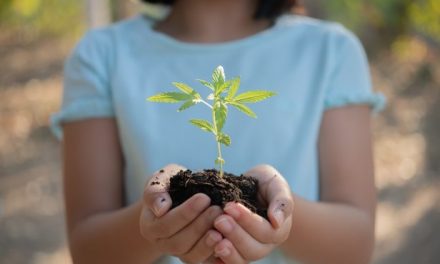 Reforma de ley en EE.UU. para que la legalización del cannabis repare el daño causado a las personas racializadas por las políticas prohibicionistas