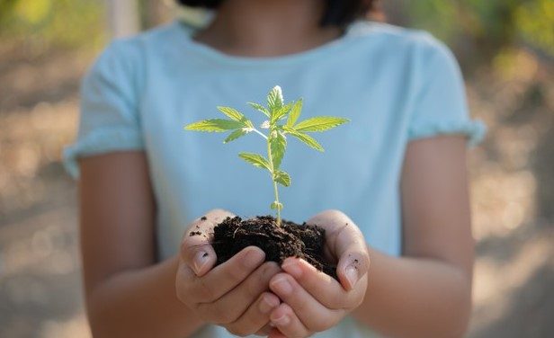 Reforma de ley en EE.UU. para que la legalización del cannabis repare el daño causado a las personas racializadas por las políticas prohibicionistas