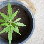 cbd