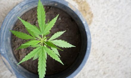 CBD reduce la inflamación en células cerebrales infectadas por el VIH