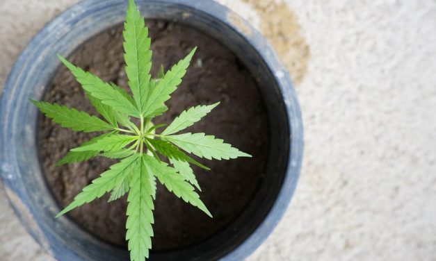 CBD reduce la inflamación en células cerebrales infectadas por el VIH