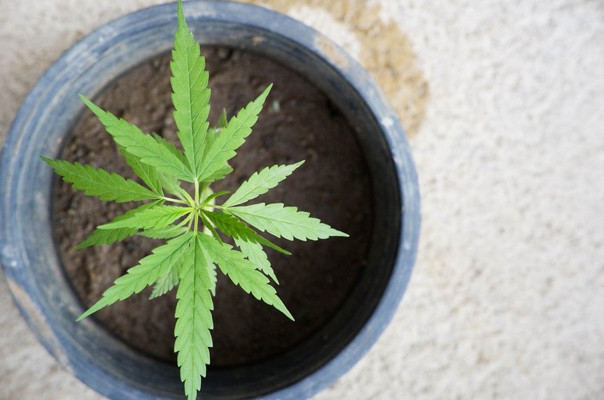 CBD reduce la inflamación en células cerebrales infectadas por el VIH