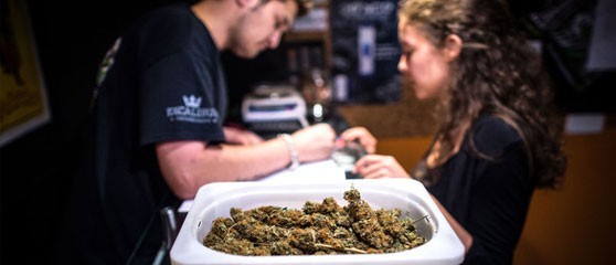 Una delegación internacional visita los clubes de cannabis de Barcelona: “Es un modelo exportable a todo el mundo”