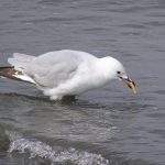 pájaro gaviota