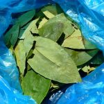 hoja de coca