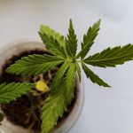 planta
