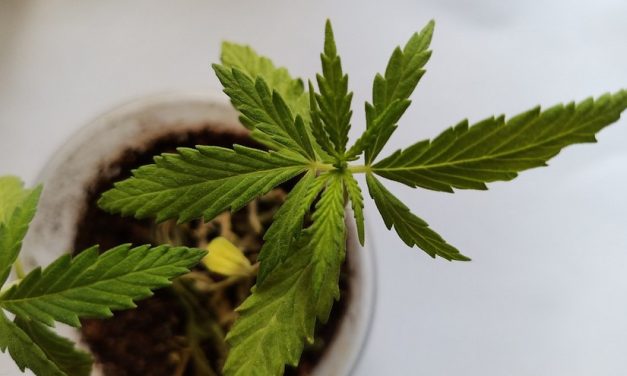 Malta legaliza el consumo y el cultivo de cannabis con fines recreativos