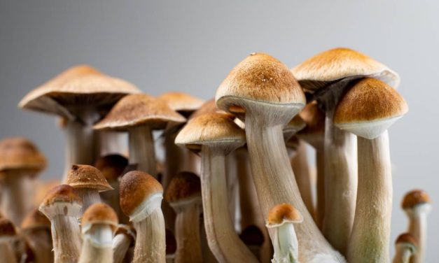 El gobernador de California, Gavin Newsom, veta un proyecto de ley que habría despenalizado los hongos psicodélicos