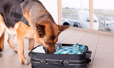 El Tribunal de Apelación de Colorado considera inútiles los perros que detectan drogas desde que el cannabis es legal.
