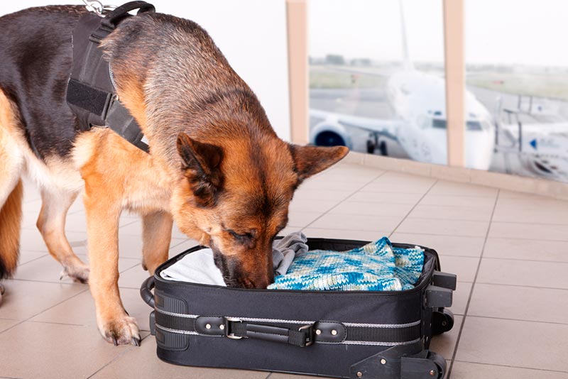 El Tribunal de Apelación de Colorado considera inútiles los perros que detectan drogas desde que el cannabis es legal.