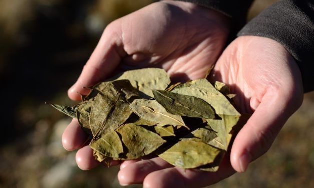 Por qué hay un exceso de oferta de hoja de coca y cocaína en América Latina (y qué repercusiones está teniendo esto en la región y el mundo)