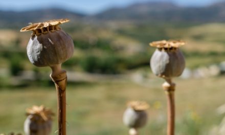 La eliminación del opio en Afganistán abre la puerta a la llegada a España del fentanilo y otros narcóticos peligrosos