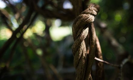La ayahuasca en el limbo: entre las redadas policiales y el uso terapéutico