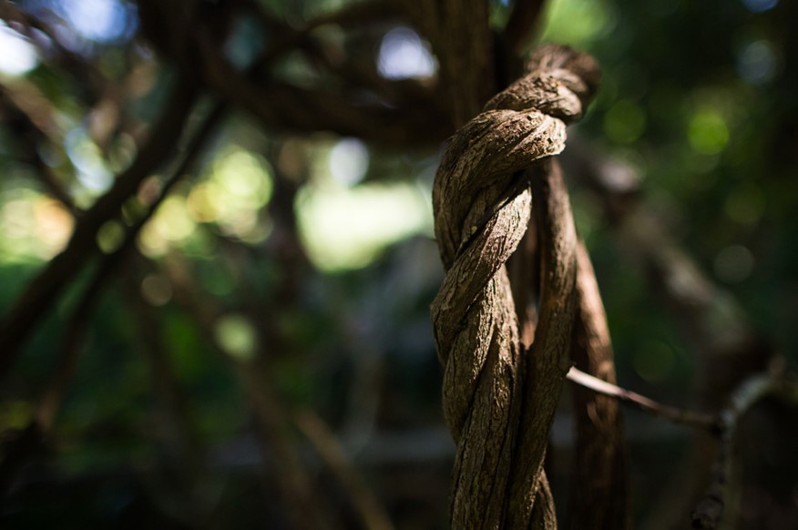 Presos por ayahuasca: una batalla por la dignidad y la justicia