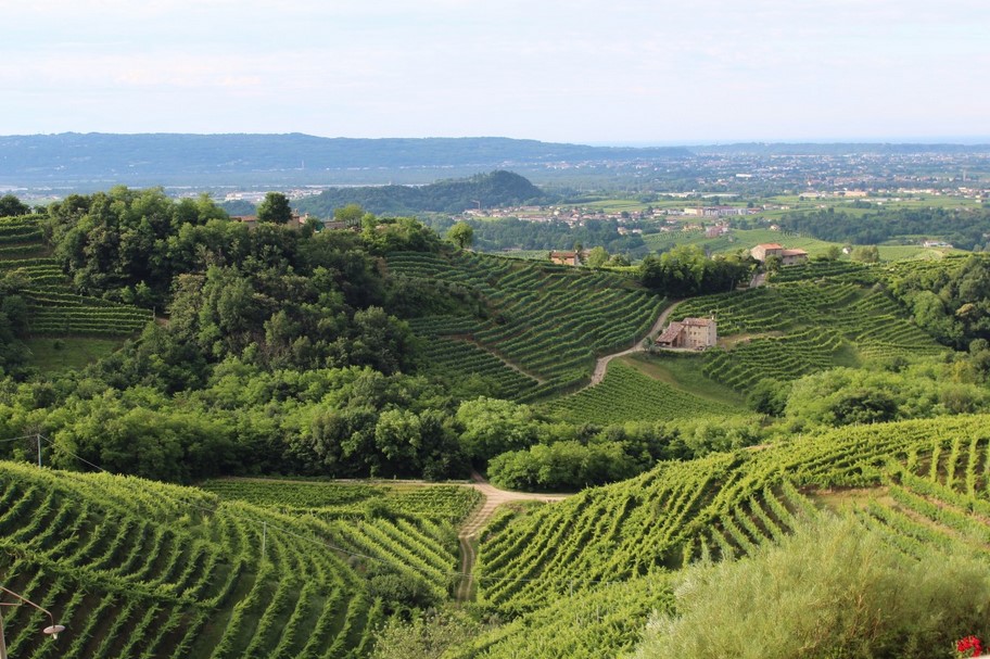 Italia pide que la UE impida el etiquetado sanitario del vino en Irlanda