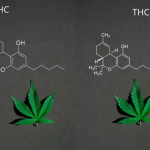 hhc