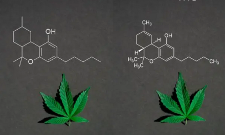 El Observatorio Europeo de Drogas tiene “en el punto de mira” al HHC, primer cannabinoide semisintético reportado en la UE