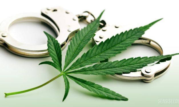 Legalización del cannabis y justicia racial