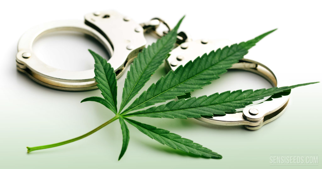 Legalización del cannabis y justicia racial