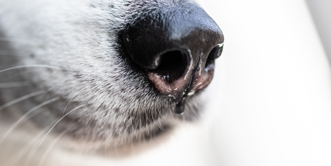 El Debate sobre los Perros Detectores de Drogas en Australia: Una Práctica Policial Cuestionable