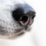 perro