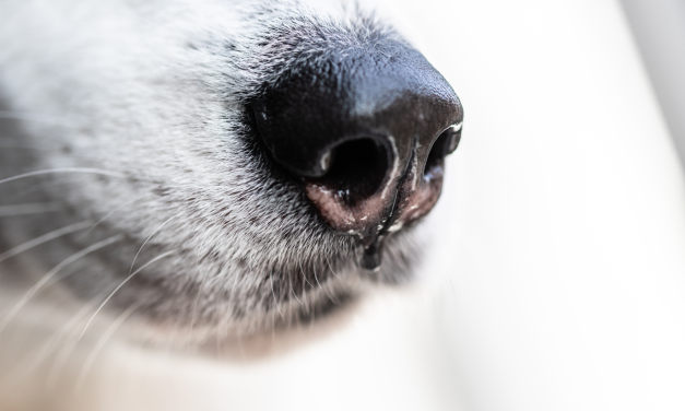 El Debate sobre los Perros Detectores de Drogas en Australia: Una Práctica Policial Cuestionable