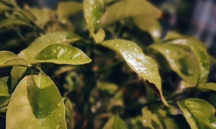 La ibogaína podría ayudar a mitigar la crisis de opioides