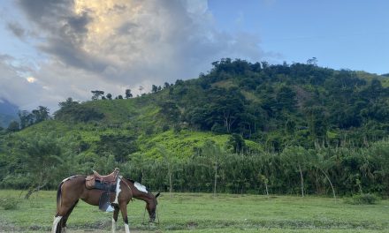 Los datos dejan mal parada la política de Colombia contra el narcotráfico