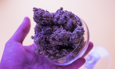 Países Bajos inicia una nueva fase en la venta de cannabis legal en cafeterías