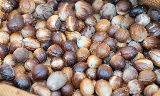 Arqueólogos prueban que los humanos consumían nueces psicoactivas hace 4.000 años