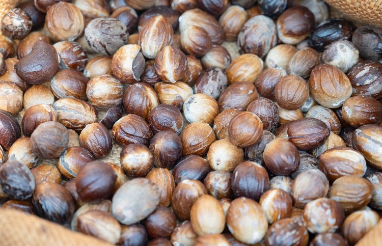 Arqueólogos prueban que los humanos consumían nueces psicoactivas hace 4.000 años